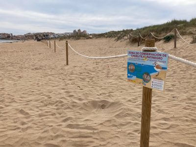 Torrevieja busca salvaguardar la nidificación del Chorlitejo Patinegro en La Mata