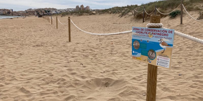 Torrevieja busca salvaguardar la nidificación del Chorlitejo Patinegro en La Mata