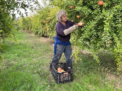 Los agricultores puden ya inscribir sus parcelas en la Denominación de Origen de la granada mollar