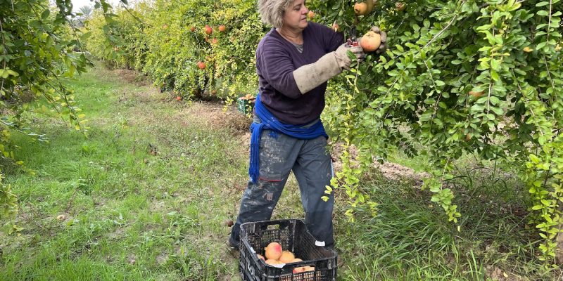 Los agricultores puden ya inscribir sus parcelas en la Denominación de Origen de la granada mollar