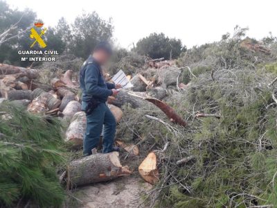 La Guardia Civil denuncia la tala ilegal de pinos mediterráneos en Orihuela