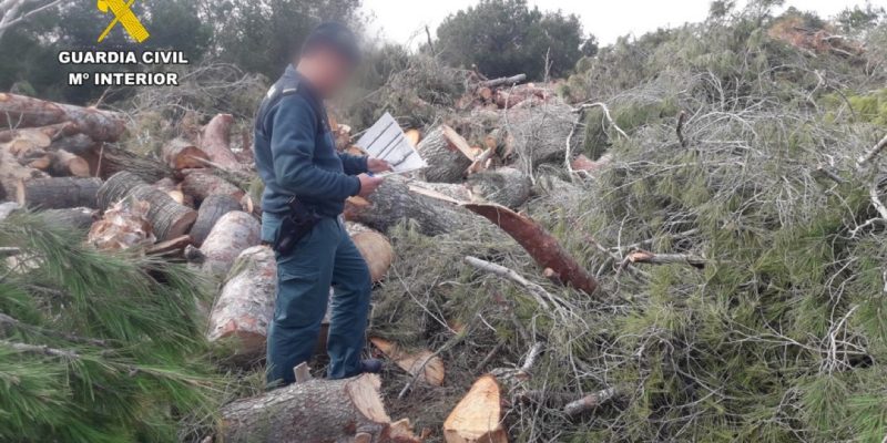 La Guardia Civil denuncia la tala ilegal de pinos mediterráneos en Orihuela