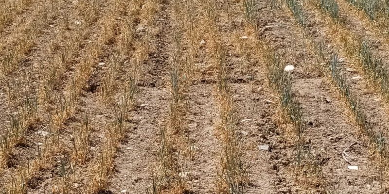 LA UNIÓ alerta de la amenaza de la sequía a algunos cultivos de la Comunitat