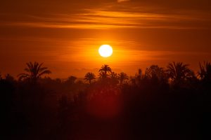 Alberto Calleja gana el II Concurso de Fotografía “Palmeral de Orihuela”. El ganador recibirá como premio 400 euros y trofeo, en un certamen en el que han participado 70 artistas que han presentado cerca de 200 obras