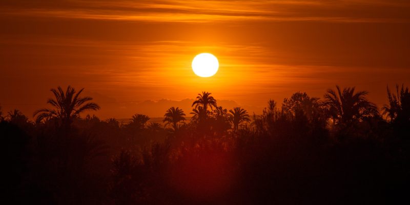 Alberto Calleja gana el II Concurso de Fotografía “Palmeral de Orihuela”. El ganador recibirá como premio 400 euros y trofeo, en un certamen en el que han participado 70 artistas que han presentado cerca de 200 obras