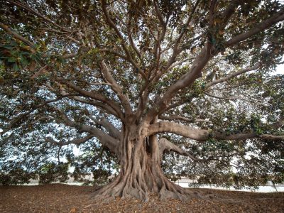Alumnos de Almoradí conocerán el árbol de Los Mazones con el Club Rotary