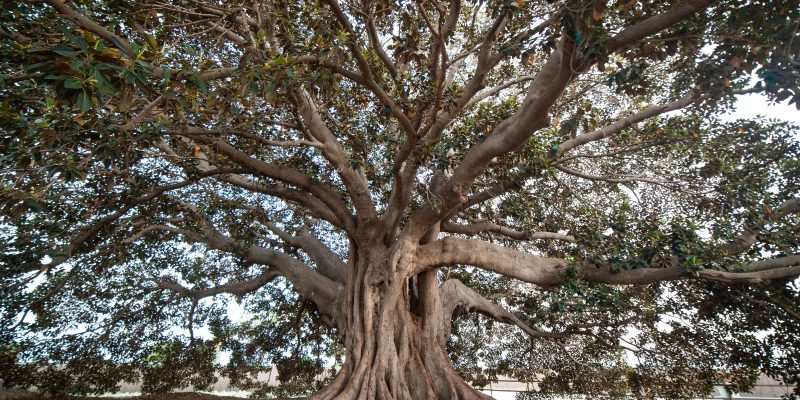 Alumnos de Almoradí conocerán el árbol de Los Mazones con el Club Rotary