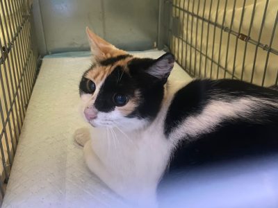 La campaña de esterilización de gatos en Torrevieja supera las 200 castraciones