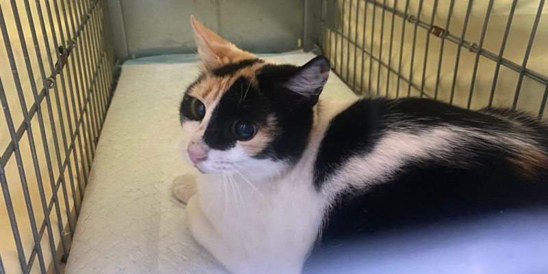 La campaña de esterilización de gatos en Torrevieja supera las 200 castraciones