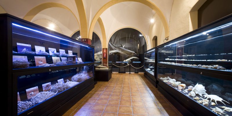 Torrevieja inicia nuevas visitas guiadas en su Museo de Historia Natural