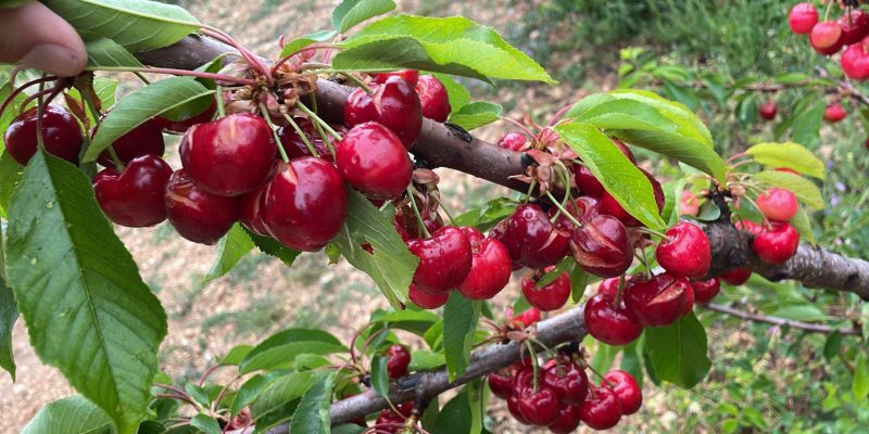 ASAJA valora positivamente las lluvias pero lamenta que lleguen tarde para el cereal