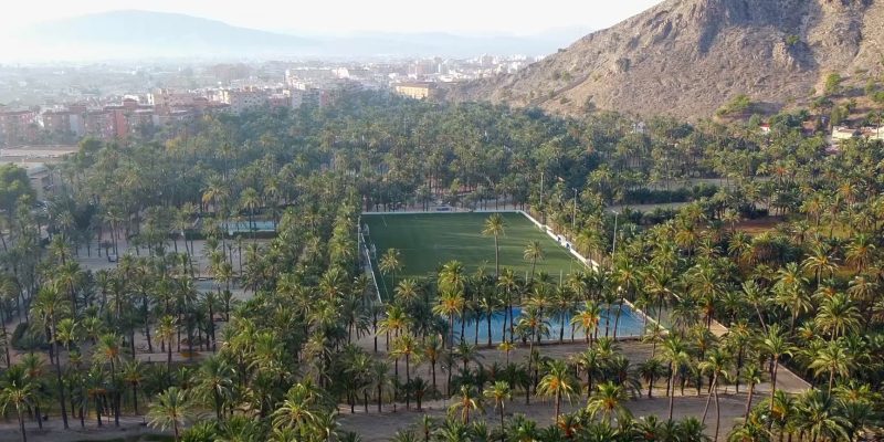 Comienzan las visitas guiadas al palmeral de Orihuela