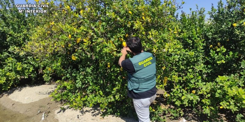 La Guardia Civil desarticula una trama de estafa a agricultores de Orihuela y Alicante