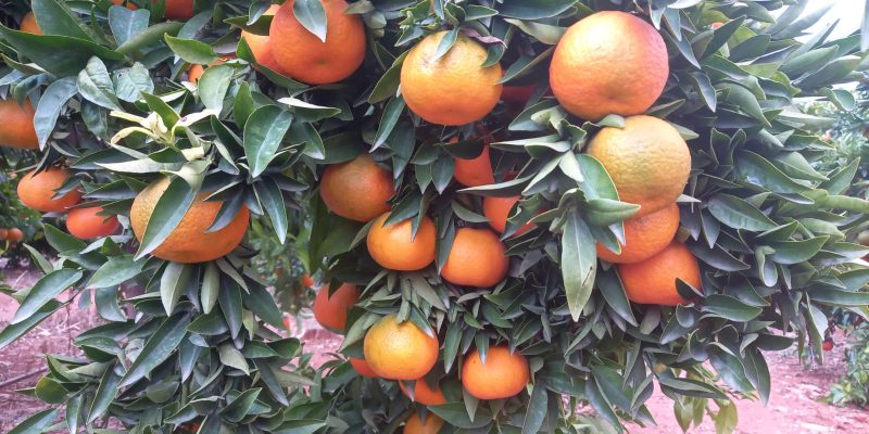 LA UNIÓ se preocupa por la pérdida de capacidad productiva de cítricos