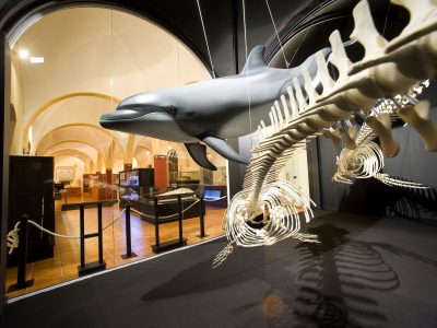 El Museo de Historia Natural de Torrevieja finaliza el periodo de visitas de centros educativos