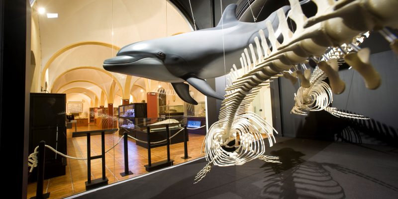 El Museo de Historia Natural de Torrevieja finaliza el periodo de visitas de centros educativos