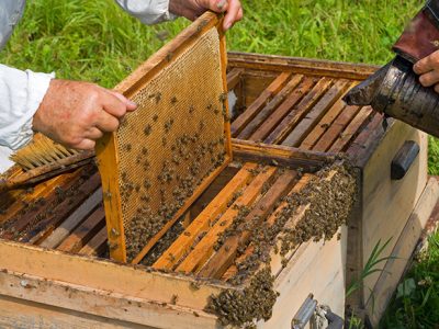 La Unió denuncia el bajo precio de la miel y la falta de ayudas