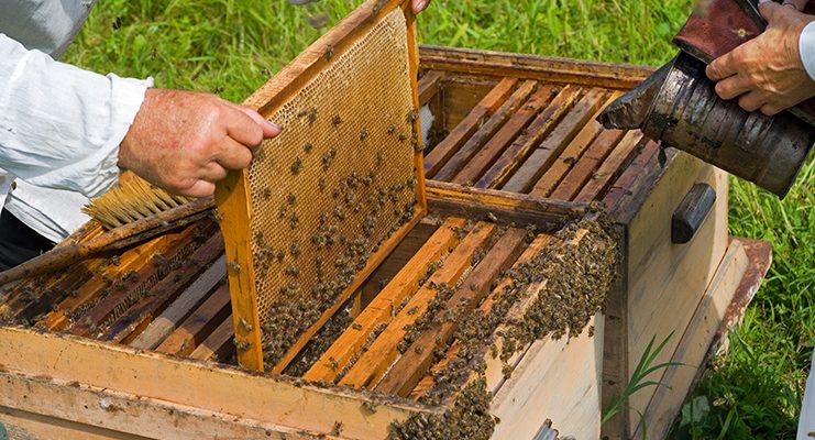 La Unió denuncia el bajo precio de la miel y la falta de ayudas