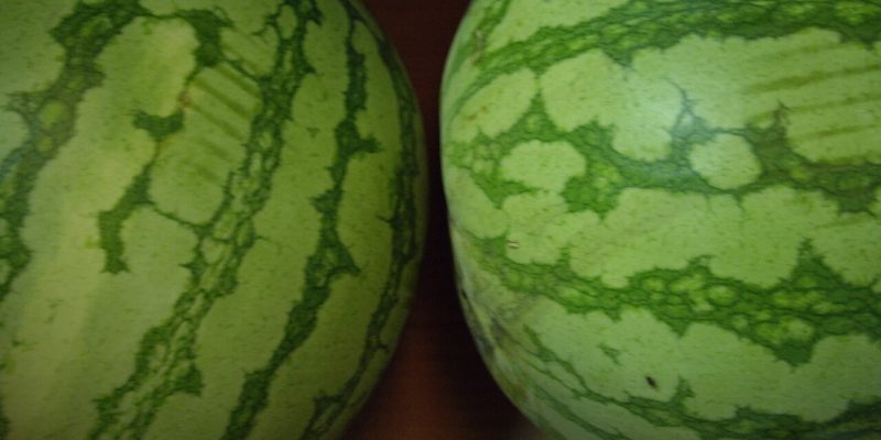 ASAJA atribuye al recorte del trasvase el desabastecimiento de sandías