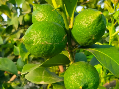 ASAJA espera la vuelta a la normalidad en la campaña de cítricos