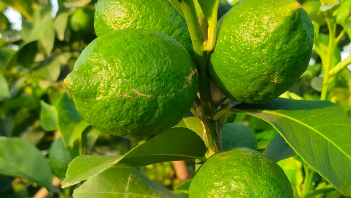 ASAJA espera la vuelta a la normalidad en la campaña de cítricos