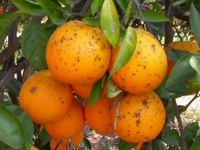 LA UNIÓ denuncia 10 interceptaciones en junio de cítricos de Sudáfrica con un hongo