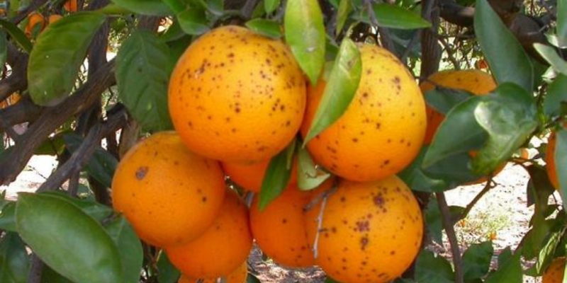 LA UNIÓ denuncia 10 interceptaciones en junio de cítricos de Sudáfrica con un hongo