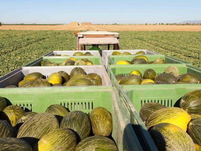 Los poblemas meteorológicos genera pérdidas a los productores de melón y sandía