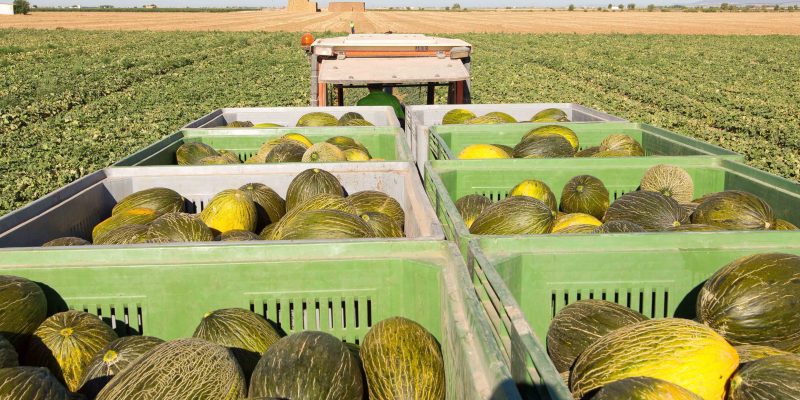 Los poblemas meteorológicos genera pérdidas a los productores de melón y sandía