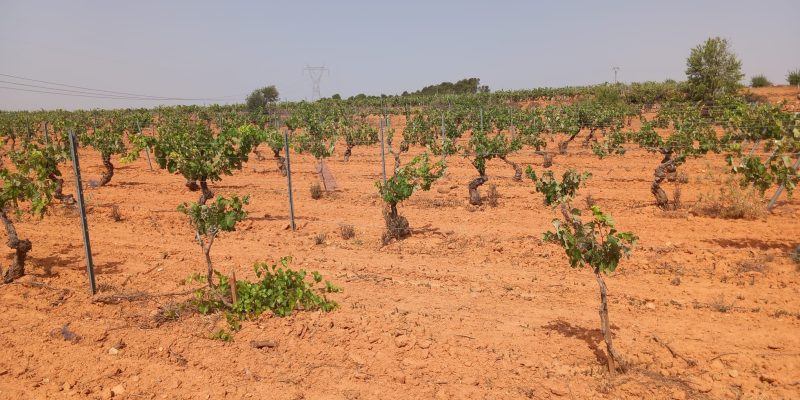 LA UNIÓ considera insuficientes las ayudas al sector agrario valenciano