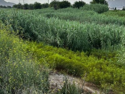 Orihuela solicita a la CHS la limpieza del cauce del río junto a ramblas y barrancos