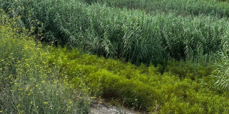 Orihuela solicita a la CHS la limpieza del cauce del río junto a ramblas y barrancos