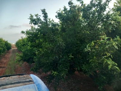 LA UNIÓ prevé que la cosecha de la próxima campaña de cítricos descienda un 2%