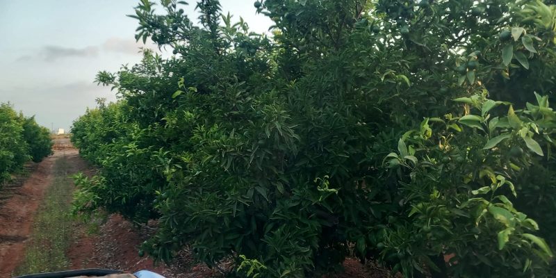 LA UNIÓ prevé que la cosecha de la próxima campaña de cítricos descienda un 2%