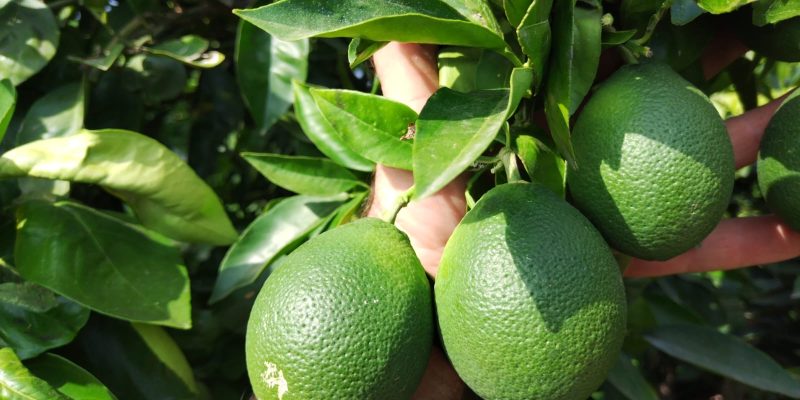 LA UNIÓ alerta de una fisiopatía en las naranjas y mandarinas