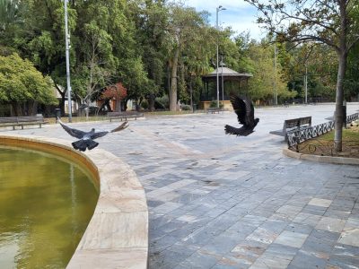 Orihuela controla la población de palomas en el casco urbano