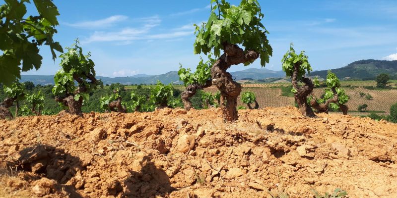LA UNIÓ reclama al Consell que complemente las ayudas estatales por la sequía
