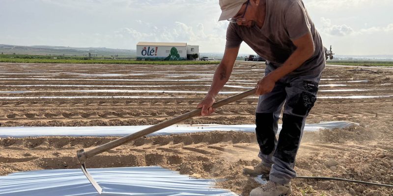 Los exportadores de alcachofa instalan un sistema innovador para ahorrar agua en el cultivo