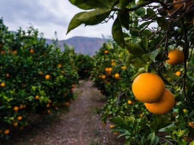 Orihuela colabora en la distribución del tratamiento contra la mosca de la fruta
