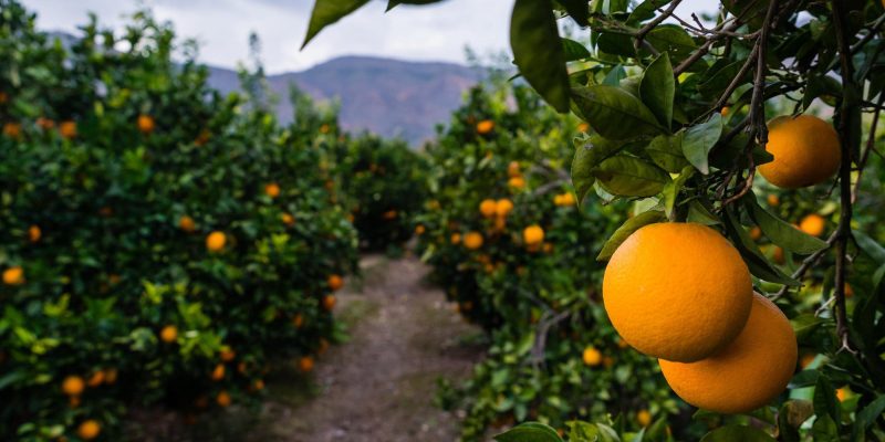 Orihuela colabora en la distribución del tratamiento contra la mosca de la fruta