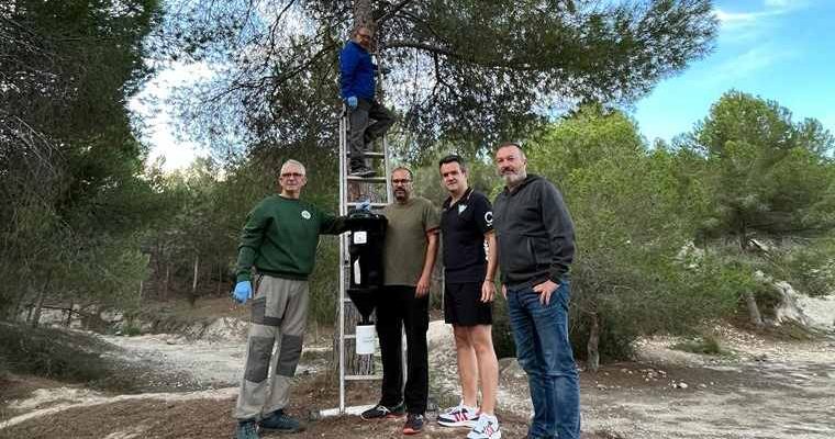 Benejúzar controla el 'Tomicus destruens' con trampas en el arbolado del monte