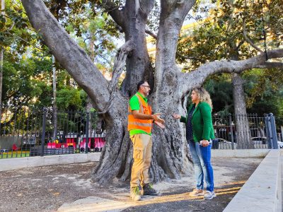 Orihuela trabaja en conservar el ficus monumental de la Glorieta Gabriel Miró