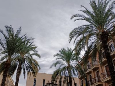 Orihuela saca a licitación el contrato de podas de palmeras