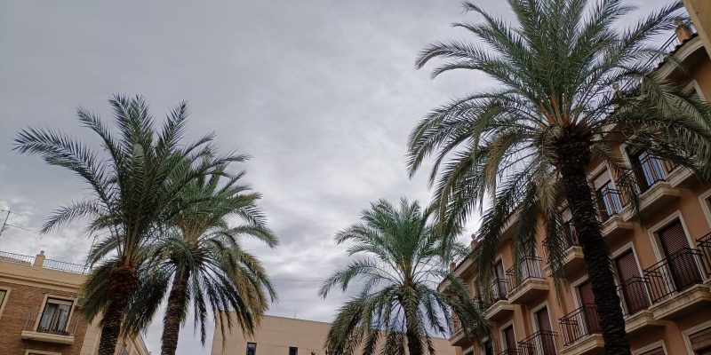 Orihuela saca a licitación el contrato de podas de palmeras