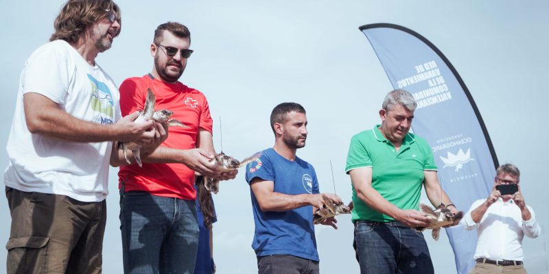 Las cuatro tortugas del nido de 2022 de Guardamar del Segura entran al mar