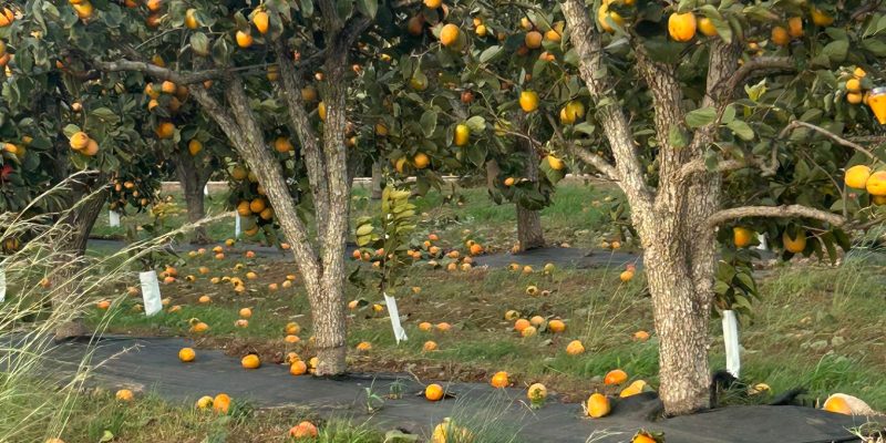 El fuerte temporal de viento provoca daños en numerosos cultivos y LA UNIÓ solicitará ayudas