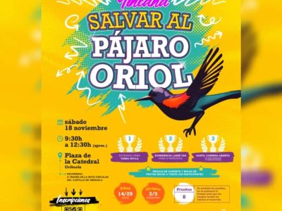 Orihuela organiza la "Yincana salvar al pájaro Oriol" el 18 de noviembre