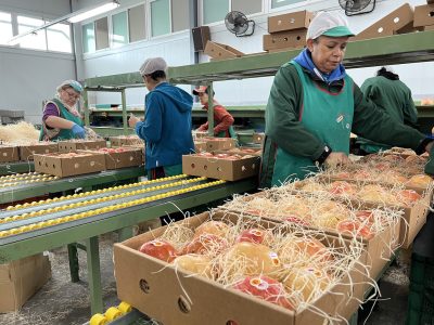 Abren el plazo para enviar granadas mollar por Navidad a vecinos que viven fuera