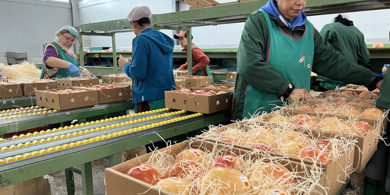 Abren el plazo para enviar granadas mollar por Navidad a vecinos que viven fuera