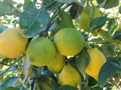 ASAJA afirma que se estanca la venta de limones en plena campaña